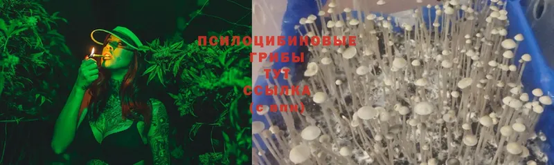 Галлюциногенные грибы Cubensis  наркотики  Десногорск 